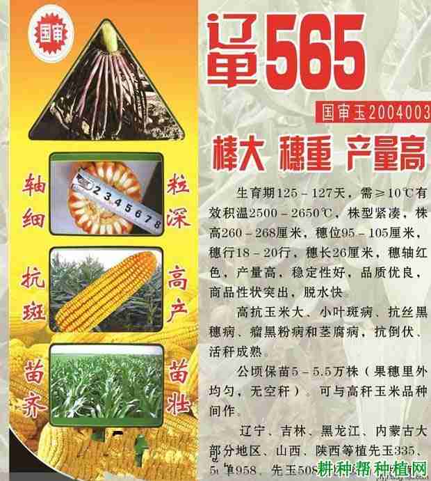 辽单565玉米品种介绍(辽单575玉米种简介)